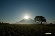 羊蹄山〜昇る太陽　撮影地：ニセコ町東山