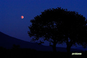 サクランボの木と皆既月食　撮影地：ニセコ町東山