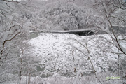 初冬の半月湖　撮影地：倶知安町半月湖畔自然公園