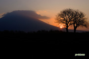 サクランボの木と羊蹄山〜朝陽　撮影地：ニセコ町東山