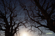 月とサクランボの木　撮影地：ニセコ町東山