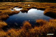 早朝の湿原　撮影地：共和町神仙沼