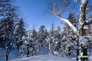 冬の羊蹄山～比羅夫側２合目から５合目付近　2010-02-14　撮影地：羊蹄山