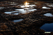 朝陽の神仙沼湿原　撮影地：共和町神仙沼