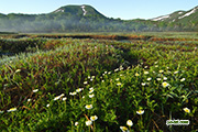 チングルマ咲く神仙沼湿原　2013-06-16　撮影地：共和町神仙沼