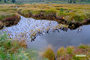 神仙沼湿原　2013-09-29　撮影地：共和町神仙沼