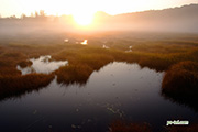 朝陽の湿原・湿原の朝陽　撮影地：共和町神仙沼