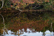 池塘の紅葉　撮影地：倶知安町半月湖畔自然公