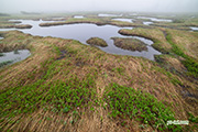霧の神仙沼湿原　撮影地：共和町神仙沼